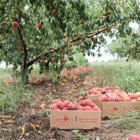Peach farms near me - Jun 28, 2023 · Peach picking near NYC. 1. Eastmont Orchards. Travel time: 1 hour 10 min by car from NYC. Prepare for a peachy family day trip! Eastmony Orchards offers about 16 varieties of peach per season ... 